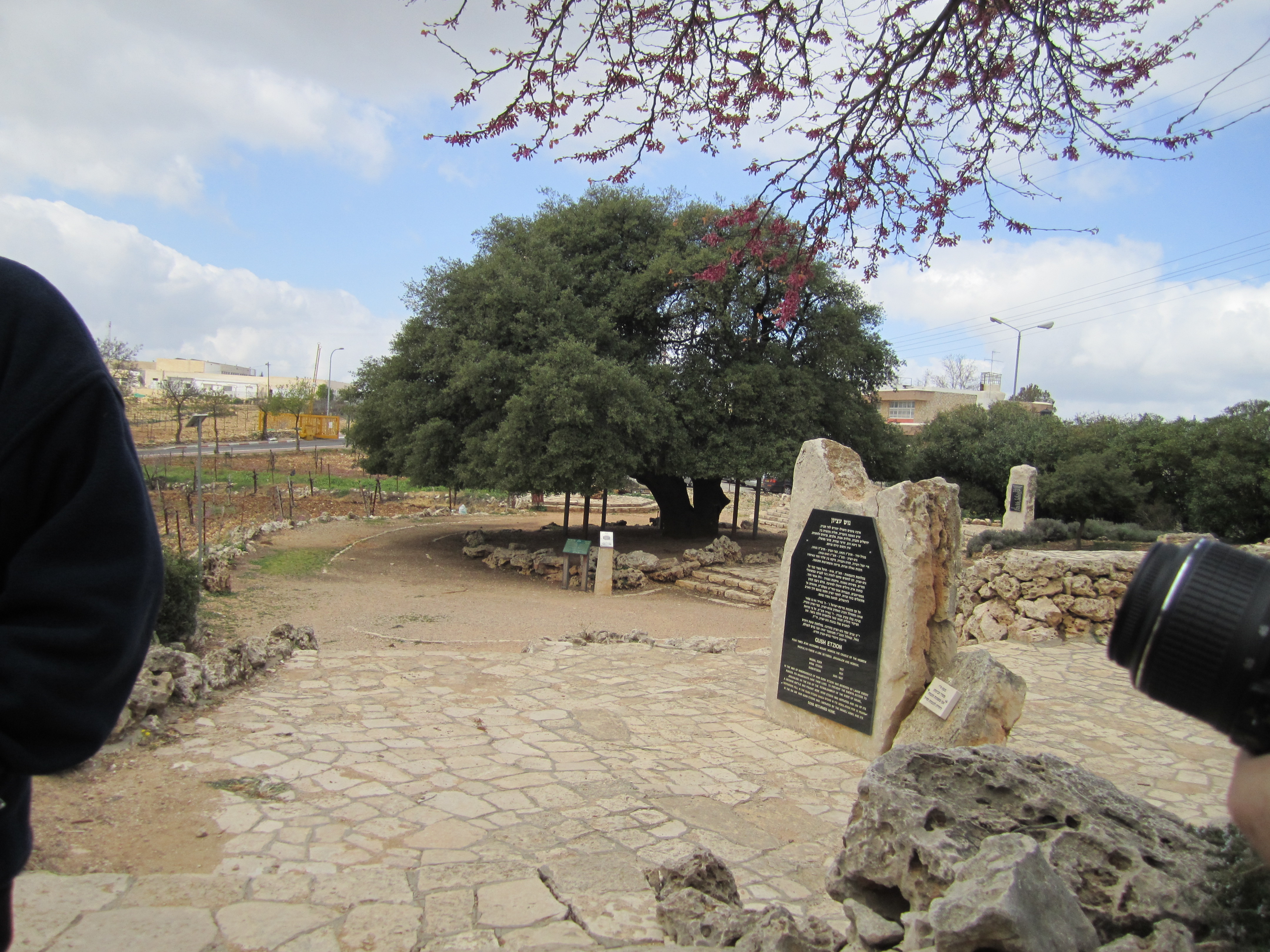 Iconic Lone Tree in Gush Etzion